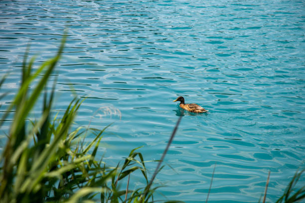 A lonely male mallard floating in the lake