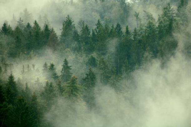 istock Mountainous area on a foggy morning 1465518821
