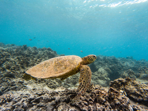istock Beautiful underwater scene with corals and sea turtle 1465518879