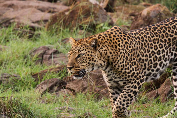 istock Leopard walking down a rocky hill slope with one paw raised 1465519083