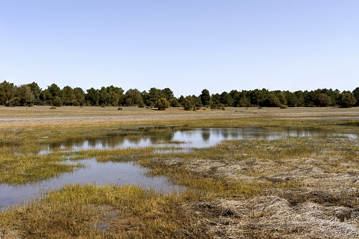 Partial view of the rubiales lagoon, rubiales water pool, in spring, rapid desertification process in spain