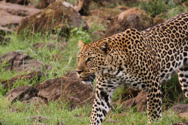 istock Leopard walking down a rocky hill slope with one paw raised 1465519773