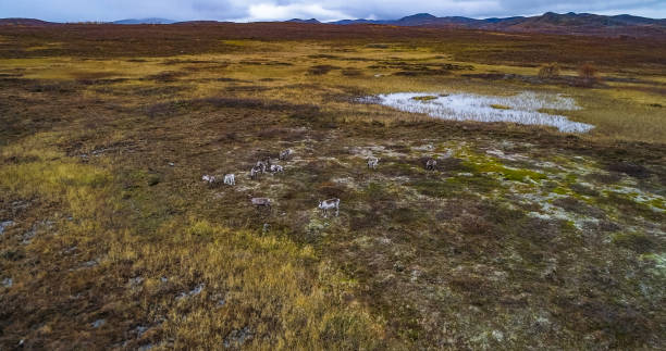 Aerial drone view of a large pack of Reindeer rangifer tarandus, overcast, autumn day, in Finnmark, Norway
