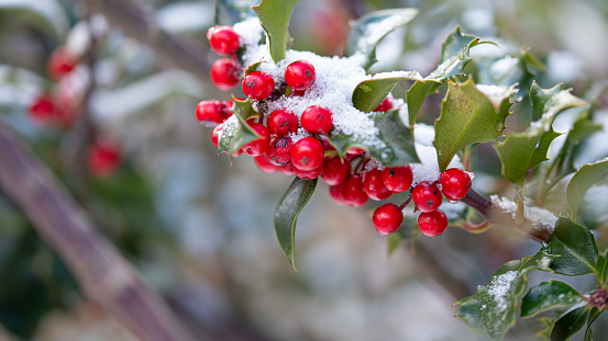 A closeup of a holly branch with berries and green leaves covered with snow