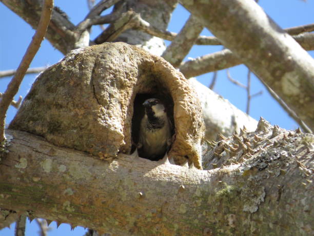istock Selective focus shot of a house sparrow bird in its nest, on a tree during daylight 1465520307