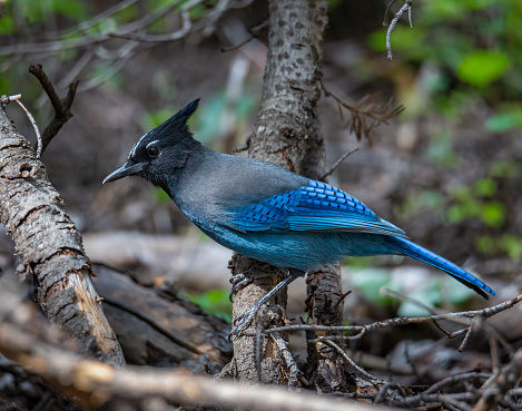 Steller's jay perched on branch after foraging for food