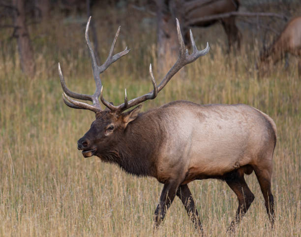 istock Very large rocky mountain bull elk 1465520432