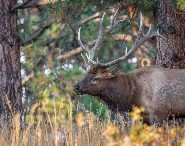 istock Rocky mountain bull elk 1465520442
