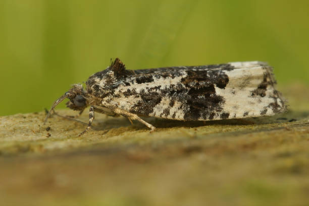 istock Closeup on the white shouldered marble moth, Apotomis turbidana 1465520484