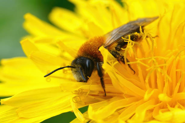 istock Closeup on a gray-patched mining bee, Andrena nitida on  a dandelion flower 1465520511
