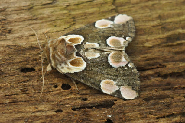 istock Closeup on the colorful Peach blossom moth, Thyatira batis 1465520516