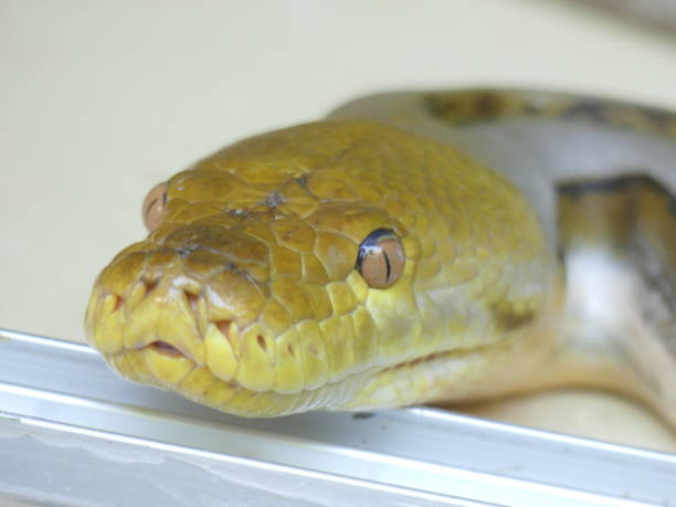 istock Head of a yellow snake 1465520621