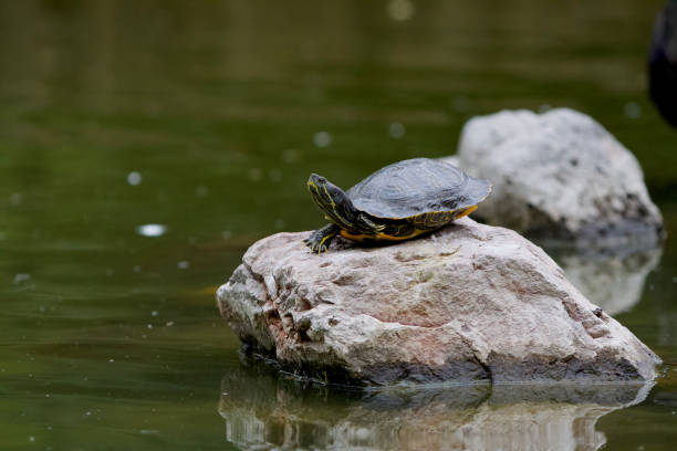 istock Closeup of an eastern painted turtle on a rock in a pond with a blurry background 1465520701