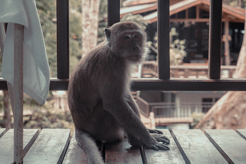 A closeup of a macaque on a balcony of a building in a zoo in the daylight