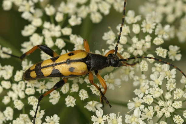 istock Closeup on a Spotted longhorn beetle, Leptura maculata eating o 1465520820