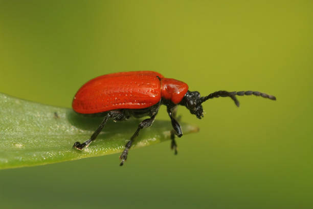 istock Closeup on the ruby red Lily leef beetle , Lilioceris lilii 1465520859