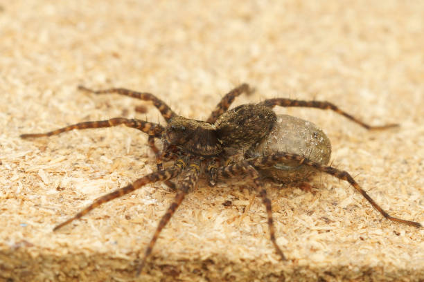 istock Closeup on a female Spotted wolf spider, Pardosa amentata , carr 1465520888