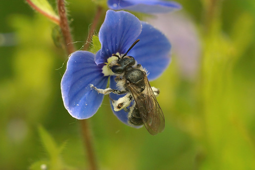 Closeup on a female of the extremally rare Viridescent miner, Andrena viridescens on her preferred host plant Veronica chamaedrys