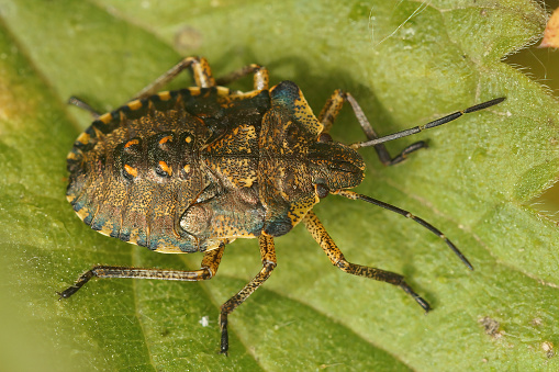 Closeup on a nymph of the Forest bug, Pentatoma rufipes sitting on a green leaf