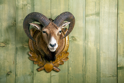 A close up shot of a stuffed mouflon head with big horns in front of a green  wooden wall
