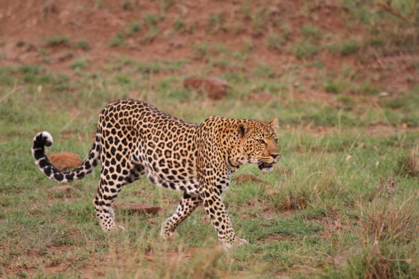 istock Leopard walking down a rocky hill slope with one paw raised 1465521210
