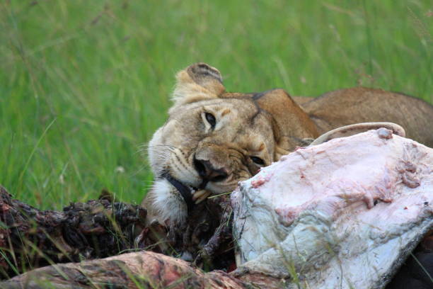 istock Lioness feeding on a buffalo carcass chewing on buffalo skin 1465524047