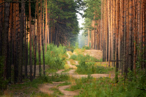 istock Forest Road. Dirt road through the forest. 1465525636