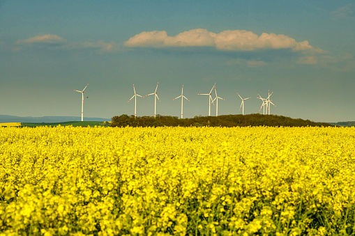 Wind turbines in the middle of rapeseed field in bloom generating renewable electric energy, protect the environment. Deutchland.