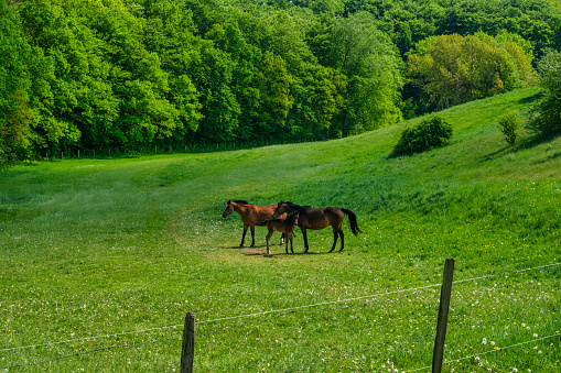 Horses grazing on hillside meadow