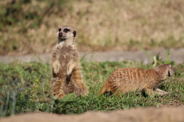 istock Suricatas (meerkats) looking around with vigilance 1465526593