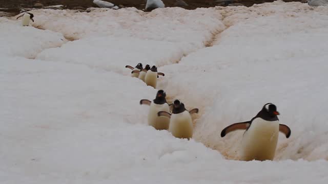Cheeky Gentoo penguins make their way up a 'penguin highway' in Neko Harbour Antarctica