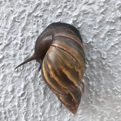 Snail on trough wall.