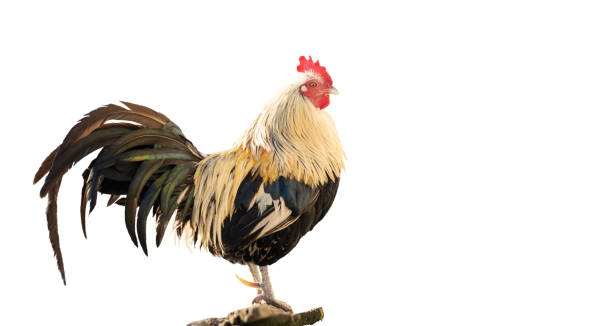 istock rooster with beautiful plumage isolated on white background 1465530503