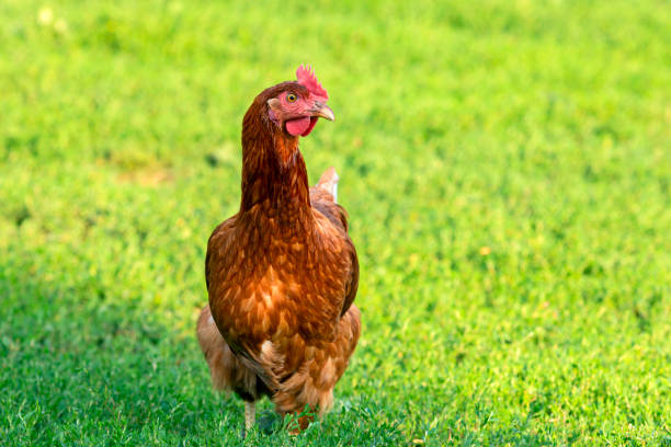 istock Red chicken close-up on a background of grass. 1465530767