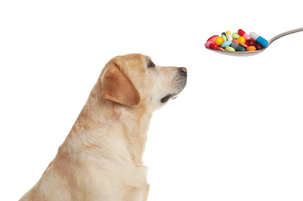 istock Vitamins for pets. Cute dog and spoon with different pills on white background 1465531422