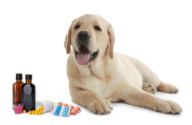 istock Vitamins for pets. Cute dog, different pills and syrup on white background 1465531660