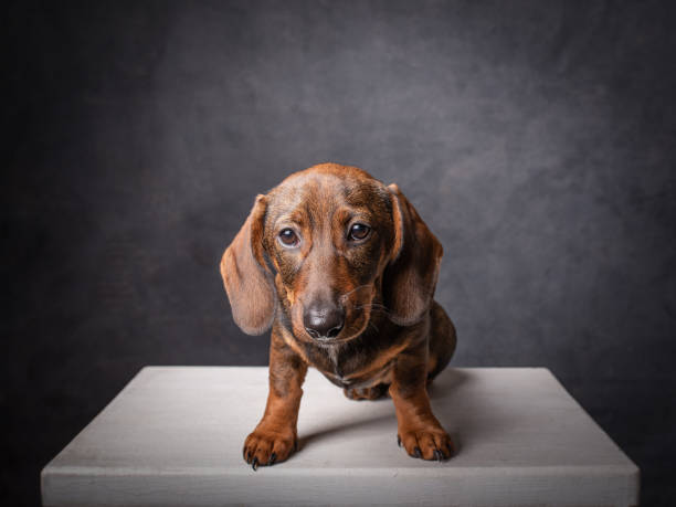 istock Brown smooth-haired dachshund sitting in a studio. 1465531831