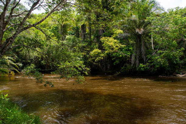 istock Natural jungle river under the canopy of trees 1465532230