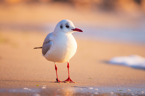 Seagull on the beach sand against the sea.
