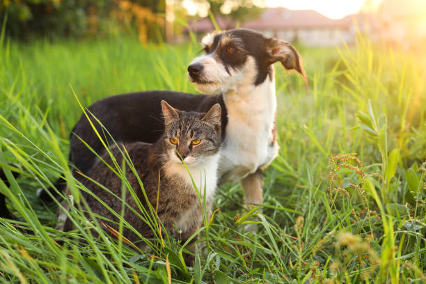 istock Cute cat and dog in green grass at sunset 1465533942