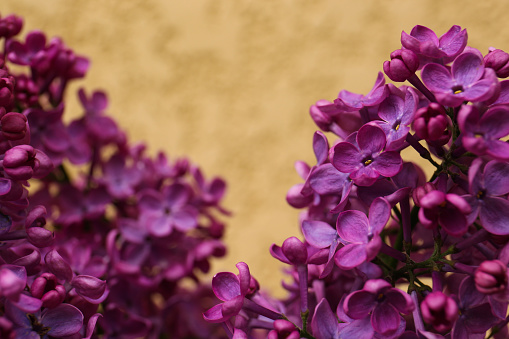 Closeup view of beautiful lilac flowers on beige background