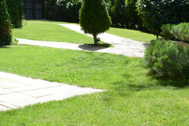 istock Green lawn with fresh grass, bushes and trees outdoors on sunny day 1465534057