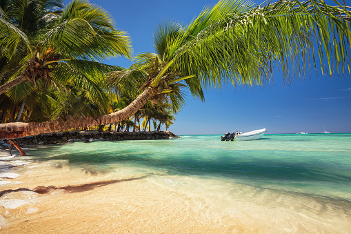 Aitutaki Cook Islands -November 6 2020; Row tropical coconut palms swaying in tropical breeze in South Pacific island