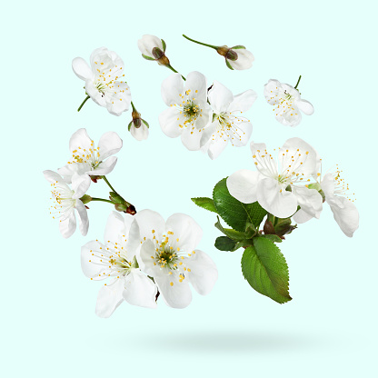 Beautiful spring tree blossoms falling on pale light blue background