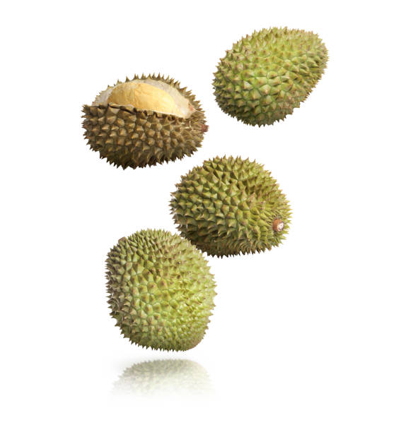 istock Many ripe durian fruits falling on white background 1465534598
