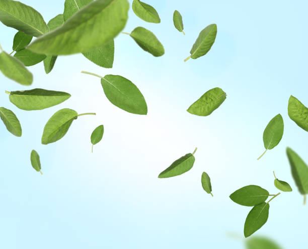 istock Fresh sage leaves falling on pale light blue background 1465534798