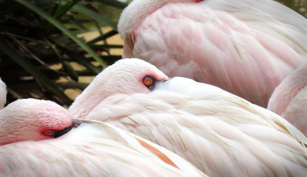 istock Focus of a flamingo eye while resting 1465536439