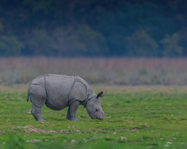 istock One Horn Rhinoceros 1465537591