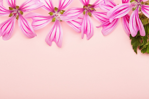 Flat lay flower arrangement on pink background