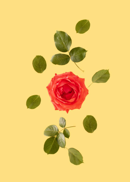 istock Red rose and leaves levitating on yellow background.  Creative springtime holidays. 1465542256
